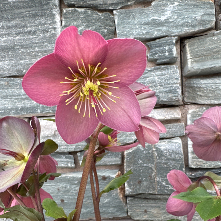 Helleborus Hgc Ice N  Roses Rose - Herbaceous - Windyridge Garden Centre