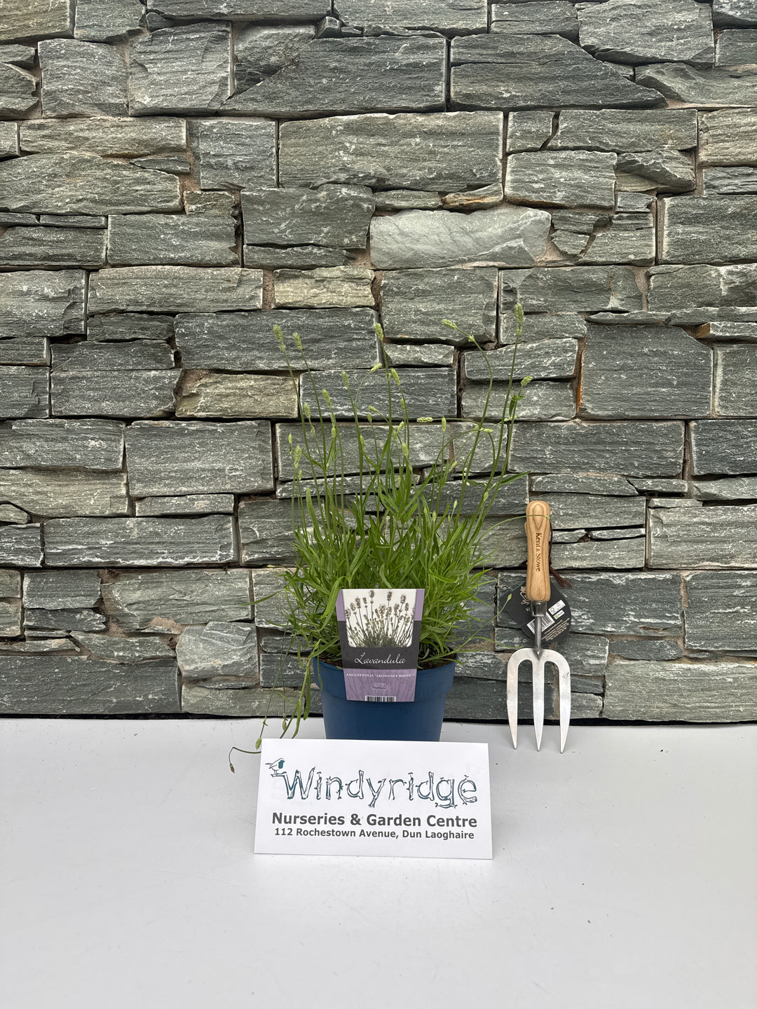 Lavandula ang. 'Aromance White' 2 Ltr pot