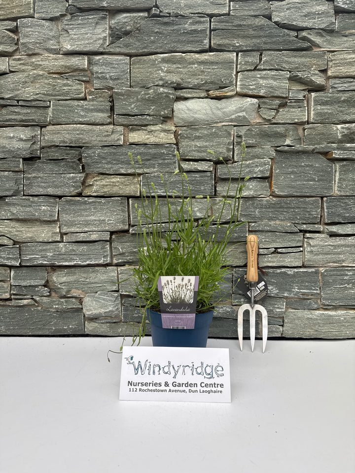 Lavandula ang. 'Aromance White' 2 Ltr pot