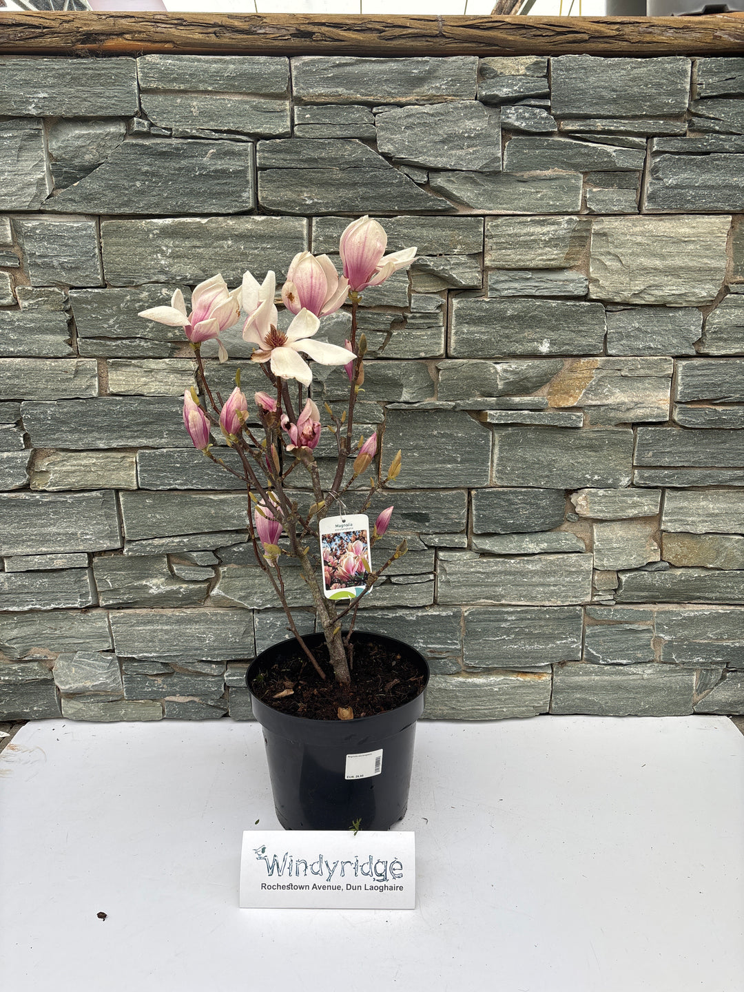 Magnolia soulangeana