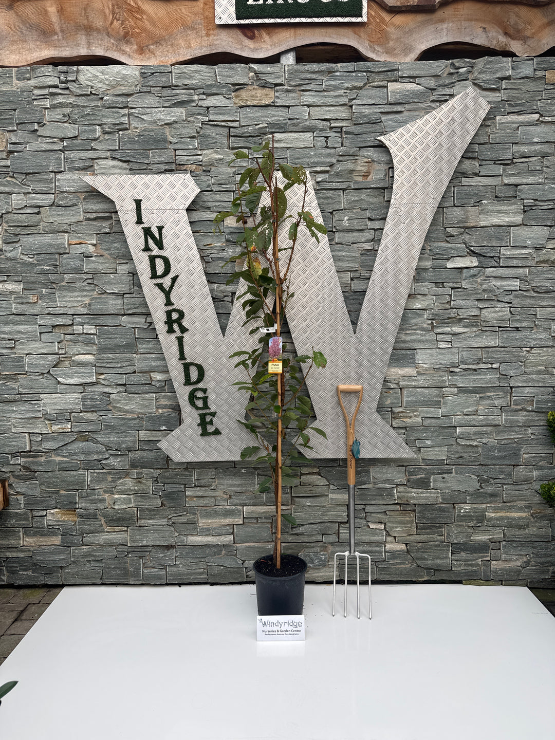 PRUNUS SERRULATA KANZAN