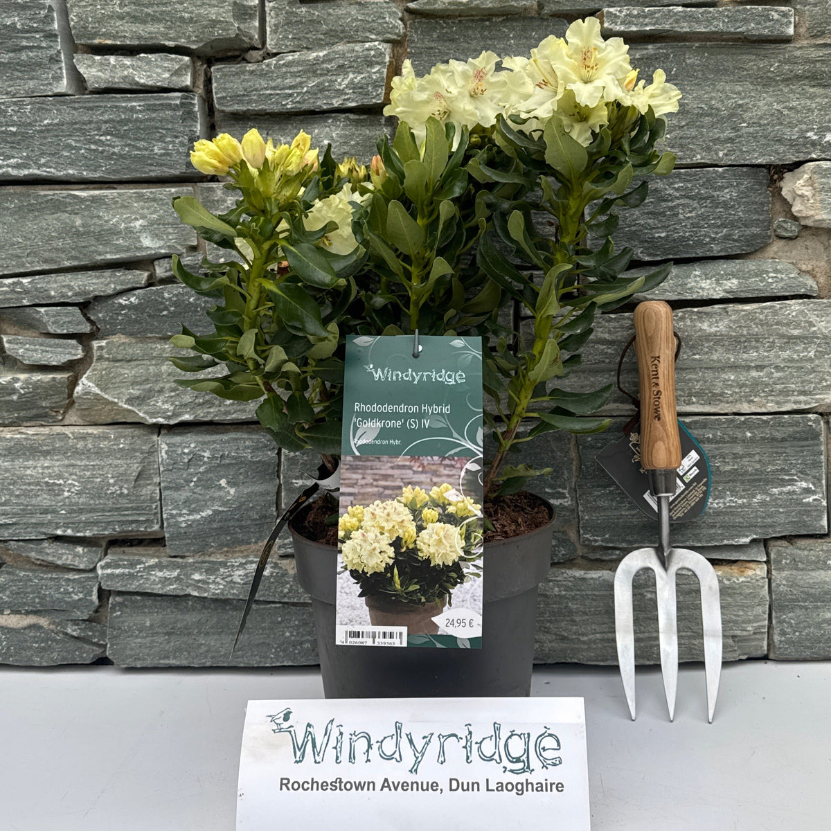 Rhododendron Hybr.Goldkrone (S) IV – Windyridge Garden Centre