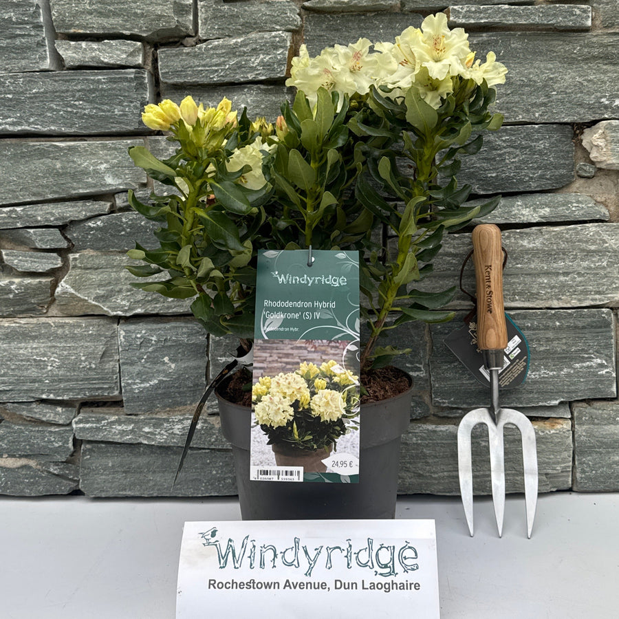 Rhododendron Hybr.Goldkrone (S) Iv - Shrubs - Windyridge Garden Centre