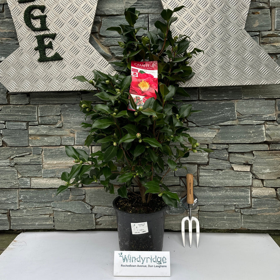 Camellia Jap. Dr. King - Shrubs - Windyridge Garden Centre