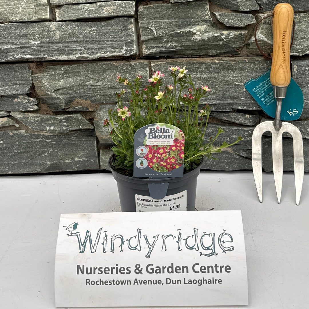 Saxifraga Arend. Marto Picotee Red - Bedding - Windyridge Garden Centre