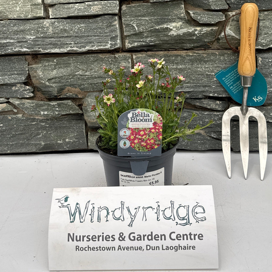 Saxifraga Arend. Marto Picotee Red - Bedding - Windyridge Garden Centre