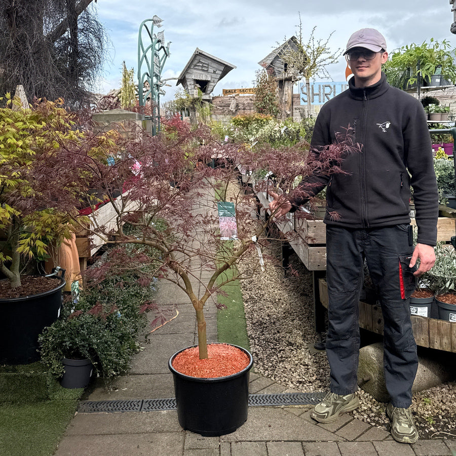 Acer Palmatum Dissectum Tamukeyama - Trees - Windyridge Garden Centre