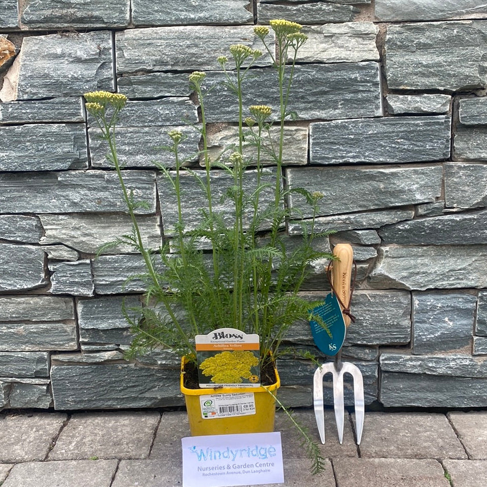 Achillea Sunny Seduction 2Lt Pot - Herbaceous - Windyridge Garden Centre
