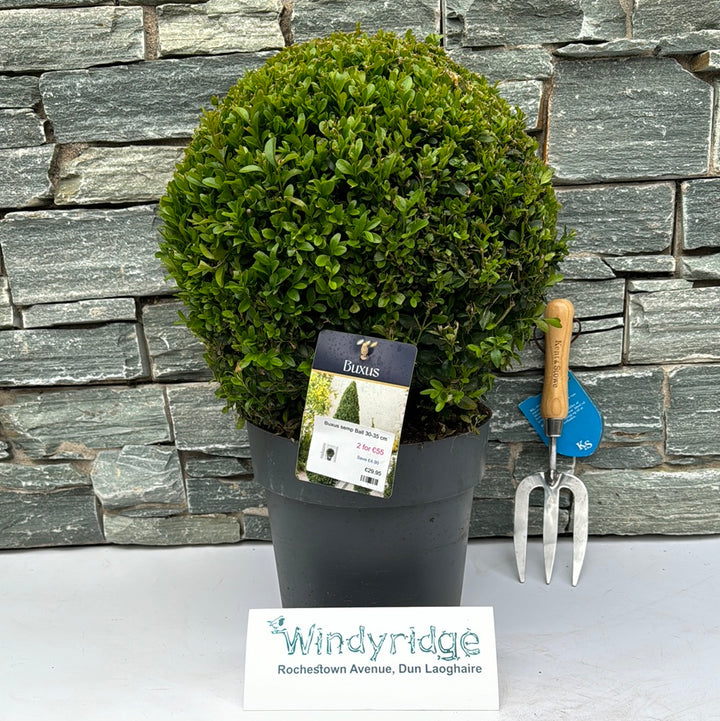 Buxus semp Ball 30-35 cm