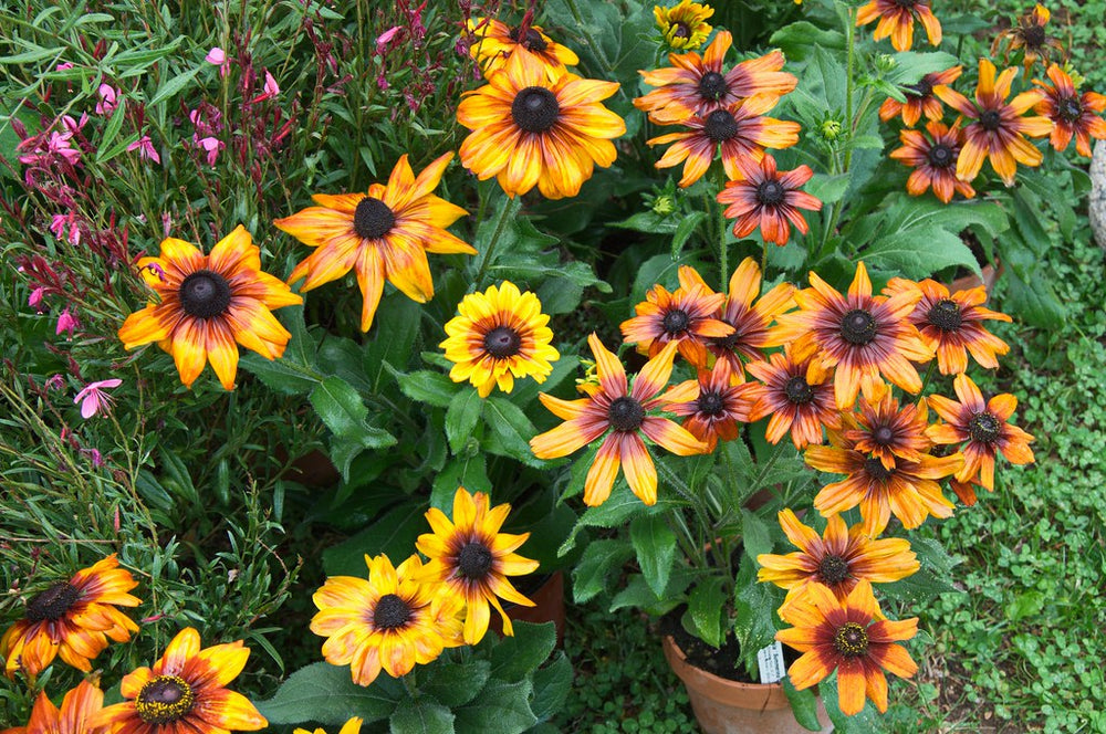 Rudbeckia Summerina Yellow - Herbaceous - Windyridge Garden Centre