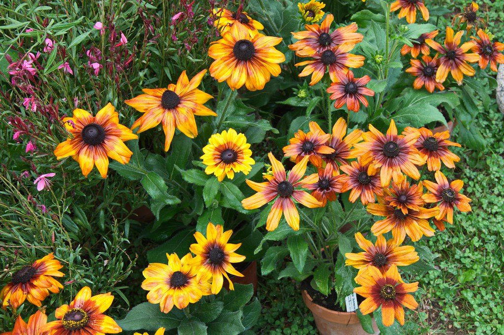 RUDBECKIA Summerina Yellow