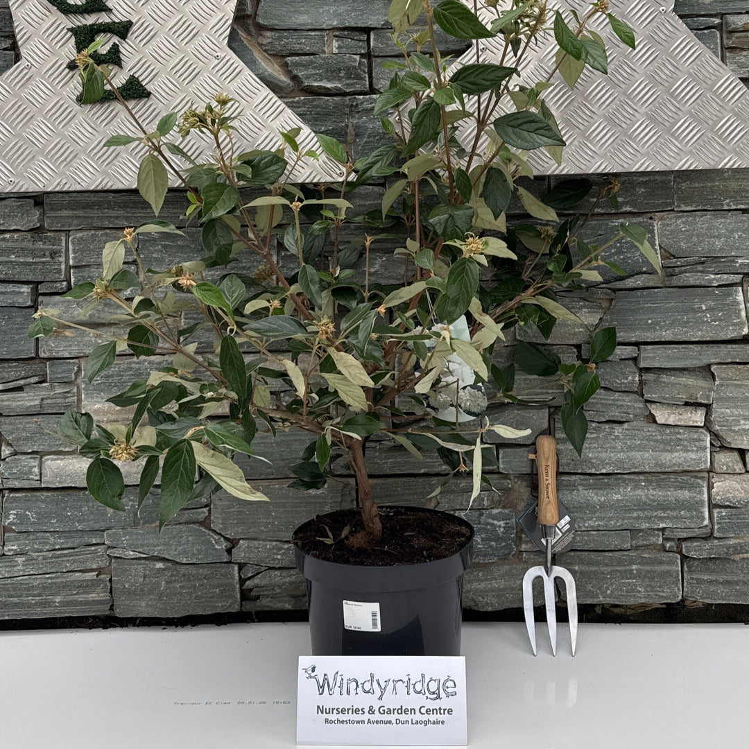 Viburnum Eskimo