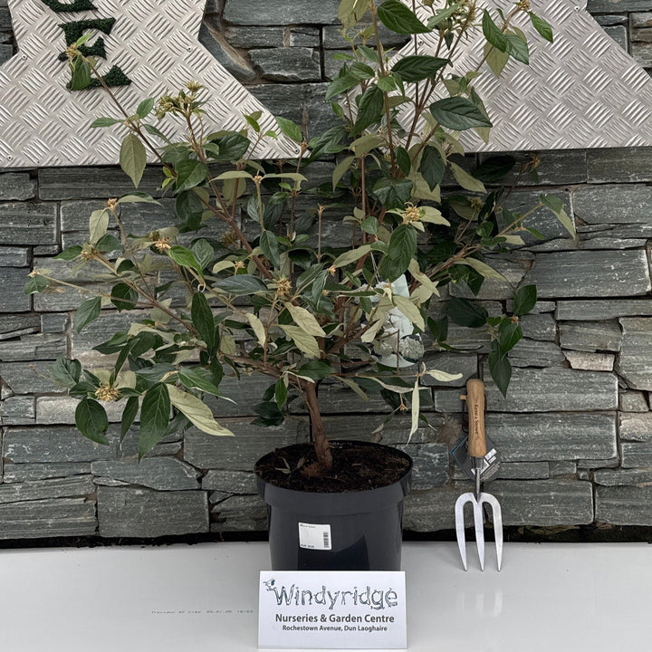 Viburnum Eskimo