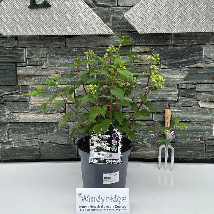 HYDRANGEA pa. Wims Red