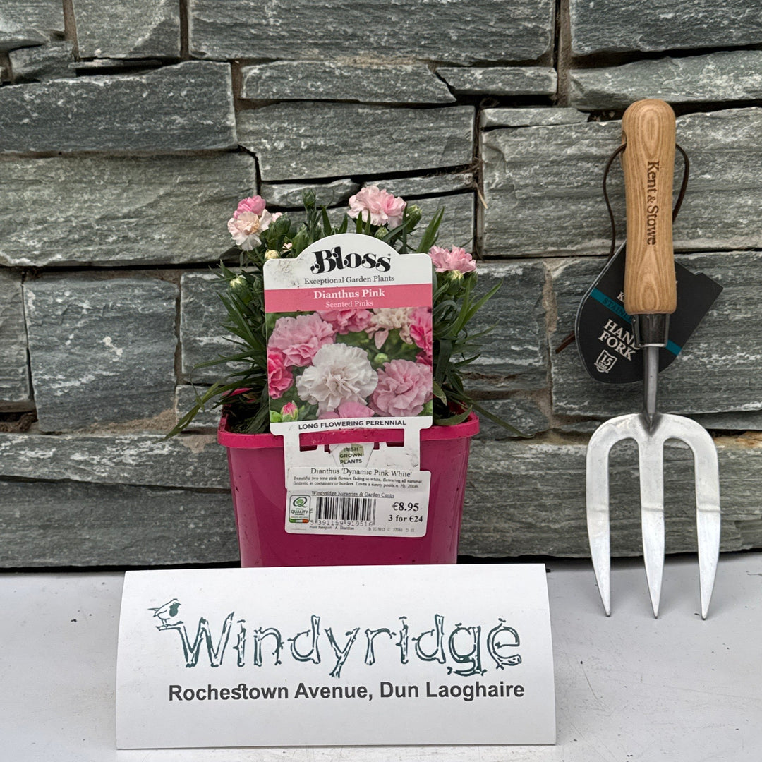 Dianthus  Dynamic Pink White