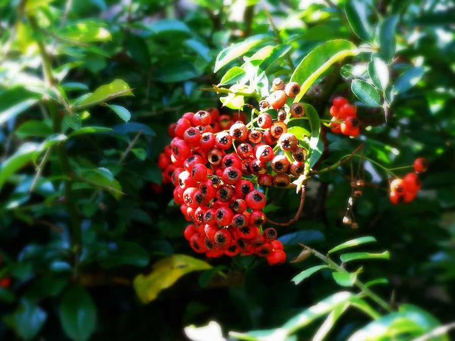 Pyracantha-cocc.-Red-Column-Berry