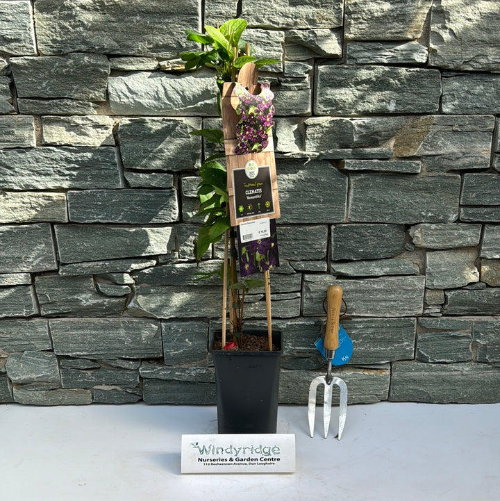 Clematis Romantika  S-pot(2.25 L)