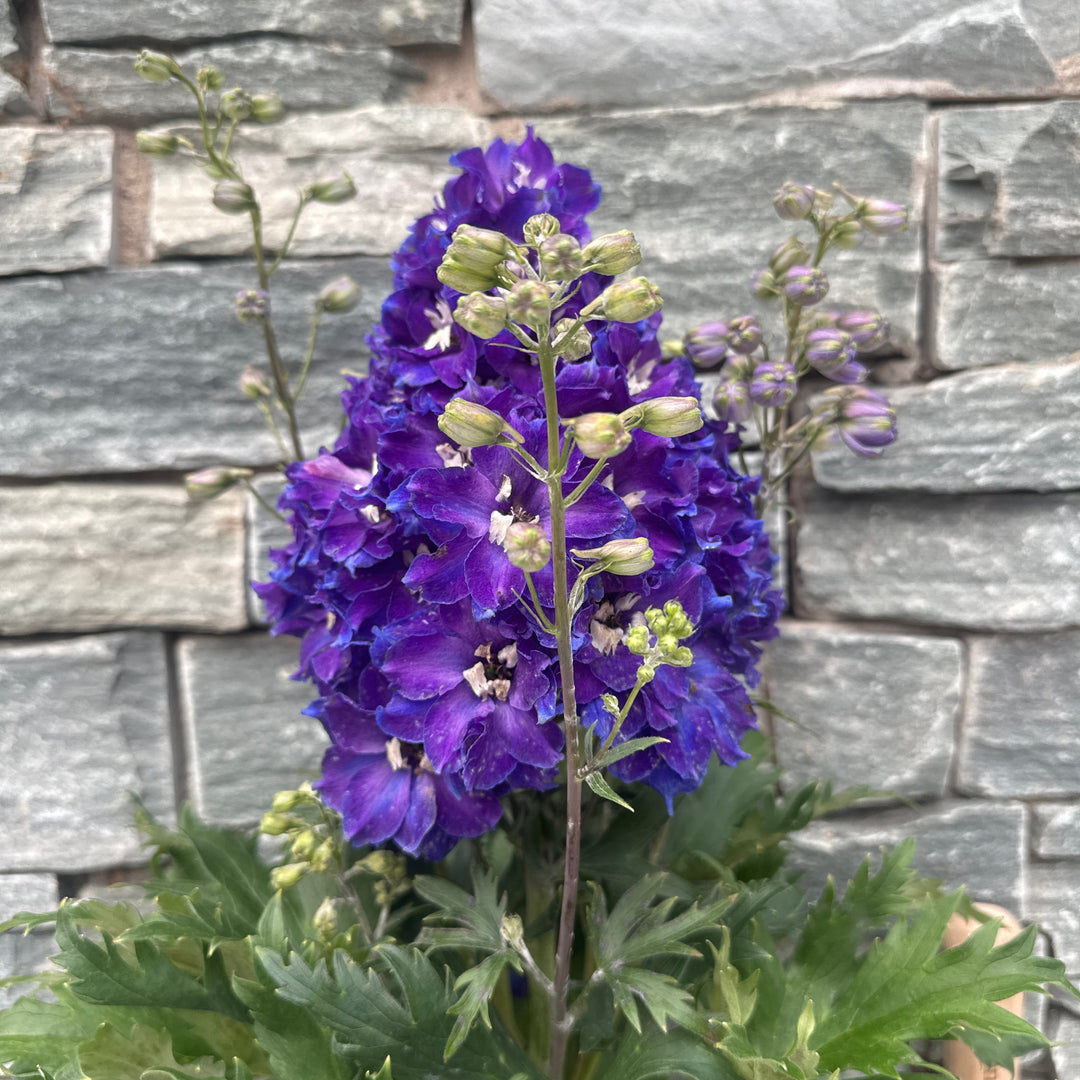 DELPHINIUM Delgenius Glitzy