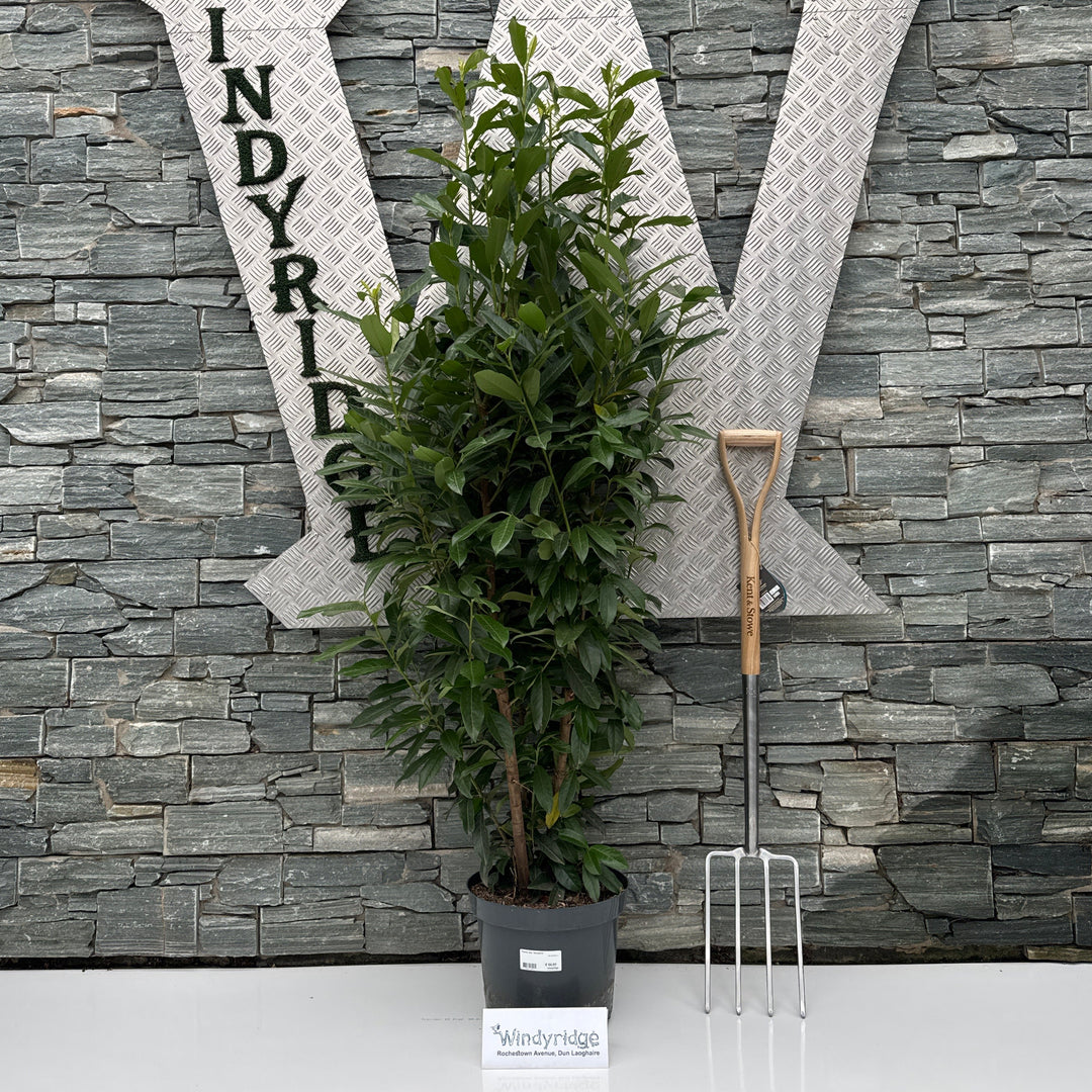 Prunus laur. Genolia  100-125 CM C12