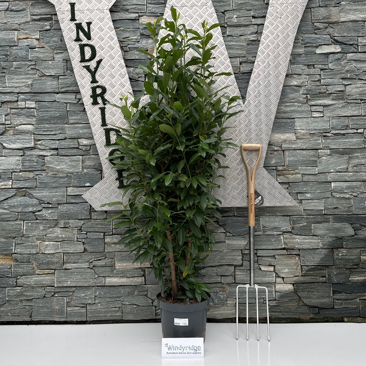 Prunus laur. Genolia  100-125 CM C12