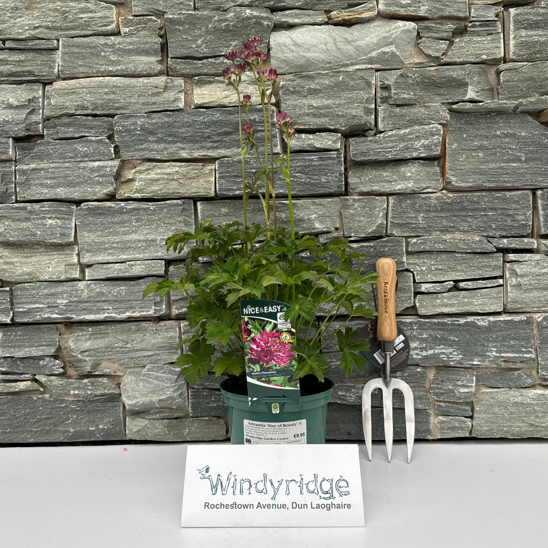 Great Masterwort Astrantia Star of Beauty (2Ltr Pot)