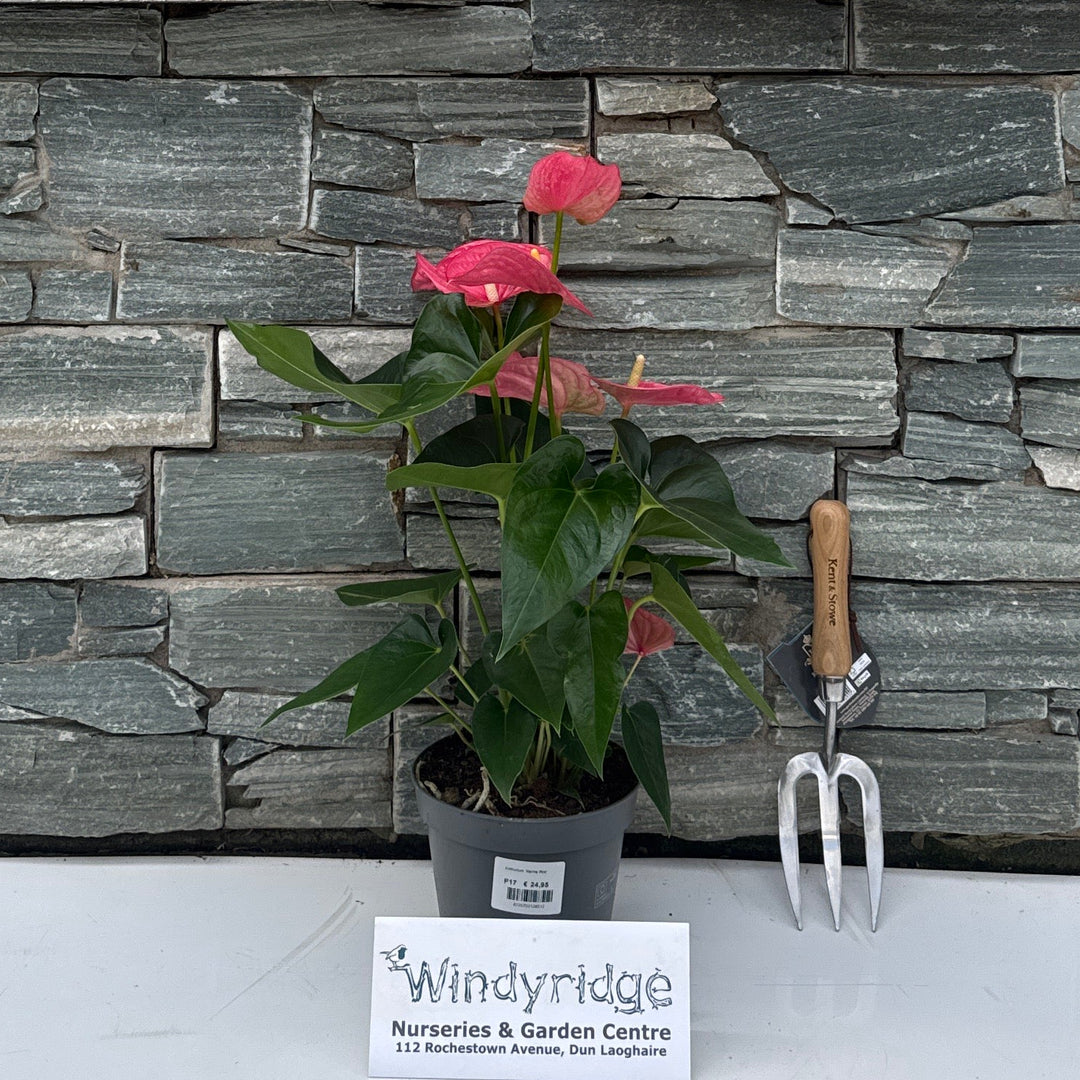 Anthurium 'Karma Pink' 6+ flower