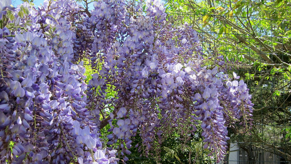 Wisteria-sinensis-Prolific-Flower