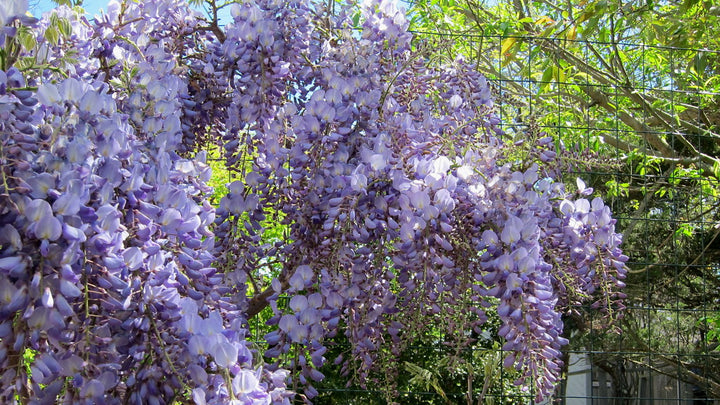 Wisteria-sinensis-Prolific-Flower