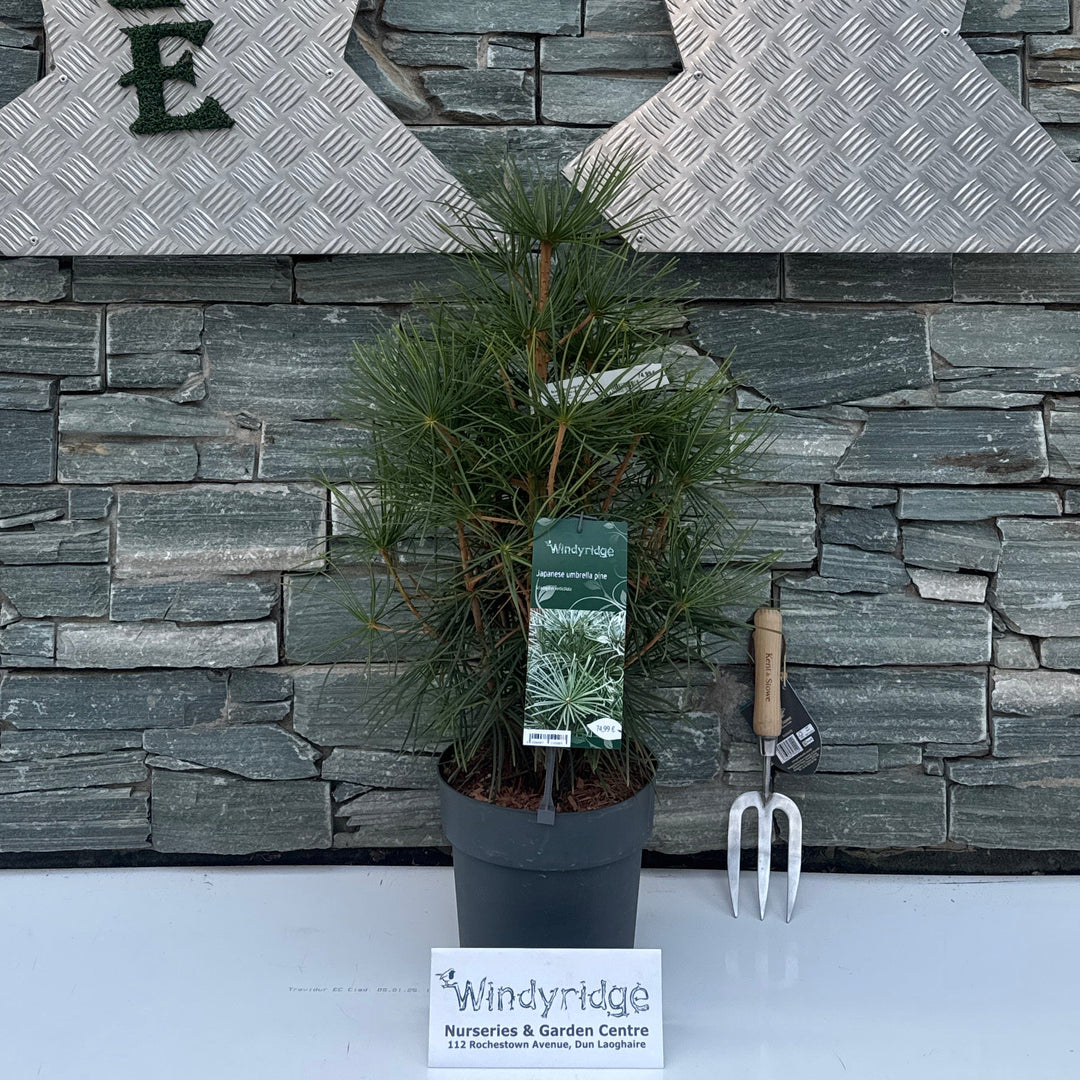 Sciadopitys verticillata
