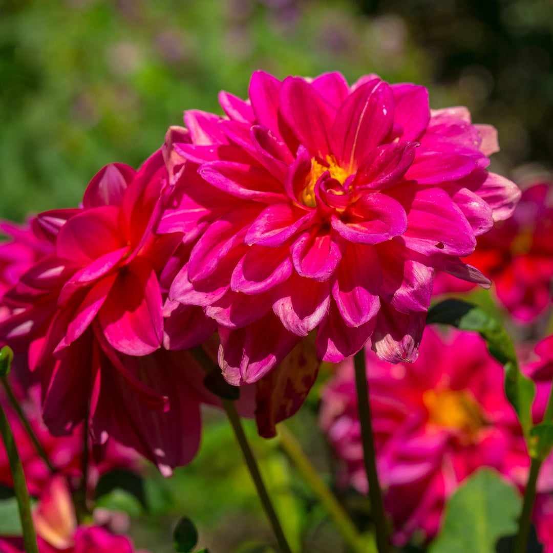 DAHLIA Dreamy Dance
