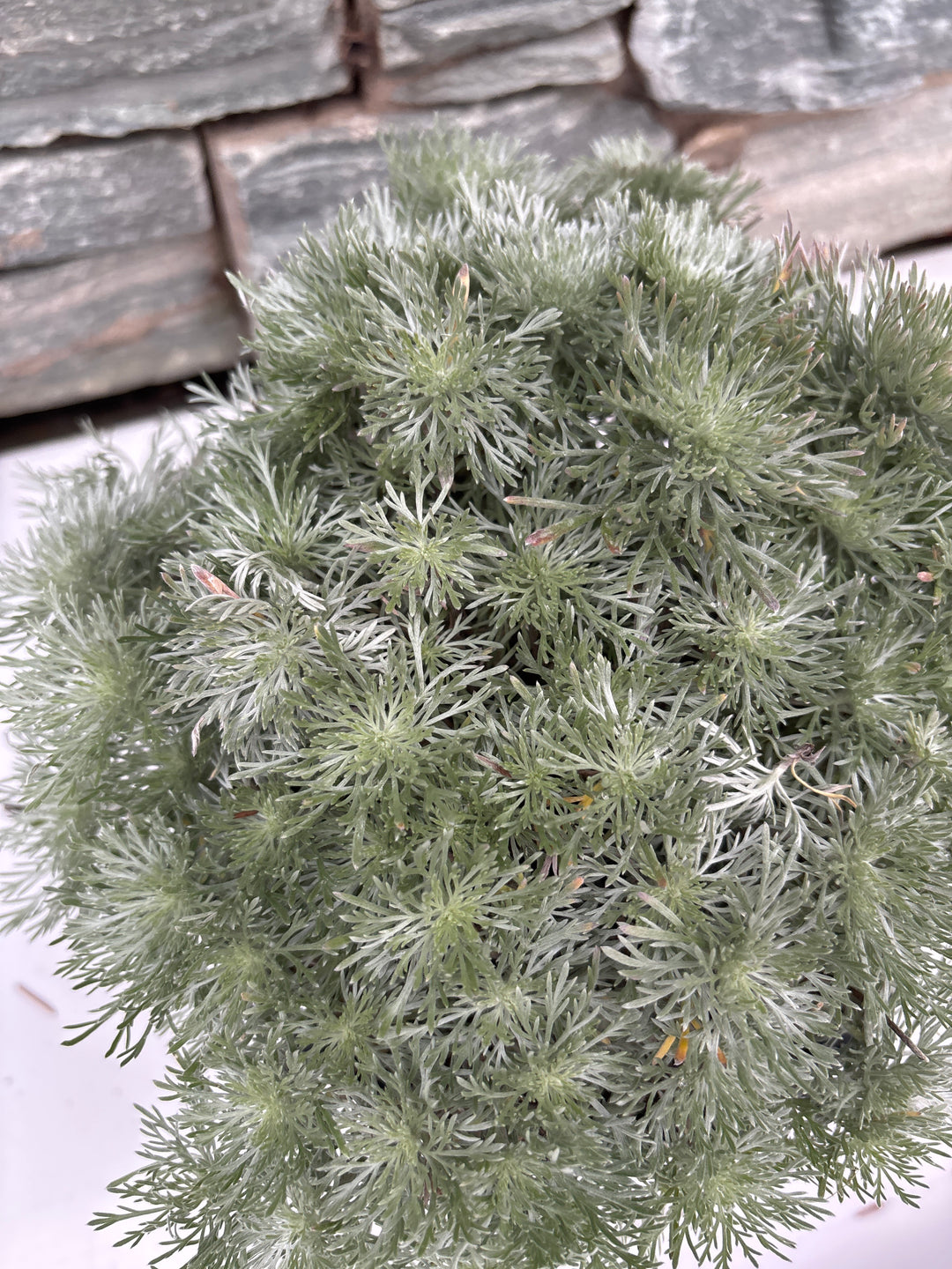 ARTEMISIA schmidtiana 'Nana' 2L
