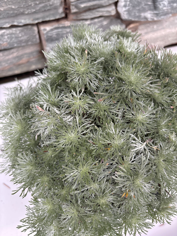 ARTEMISIA schmidtiana 'Nana' 2L