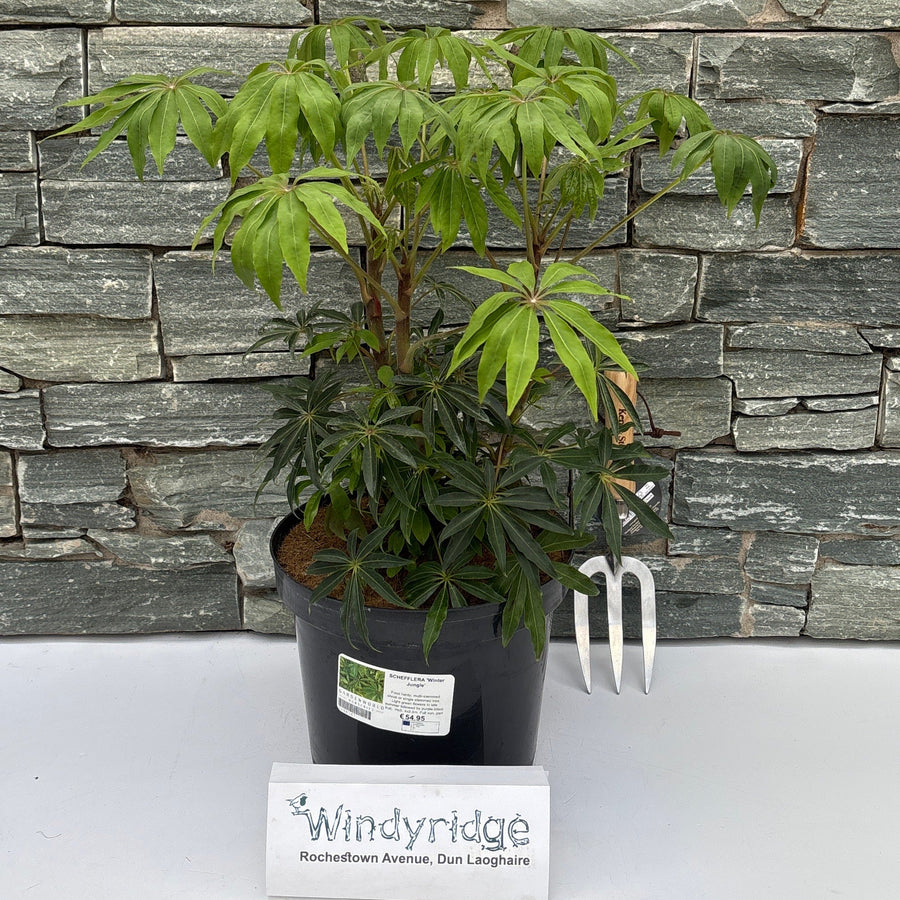 Schefflera 'Winter Jungle' - Shrubs - Windyridge Garden Centre