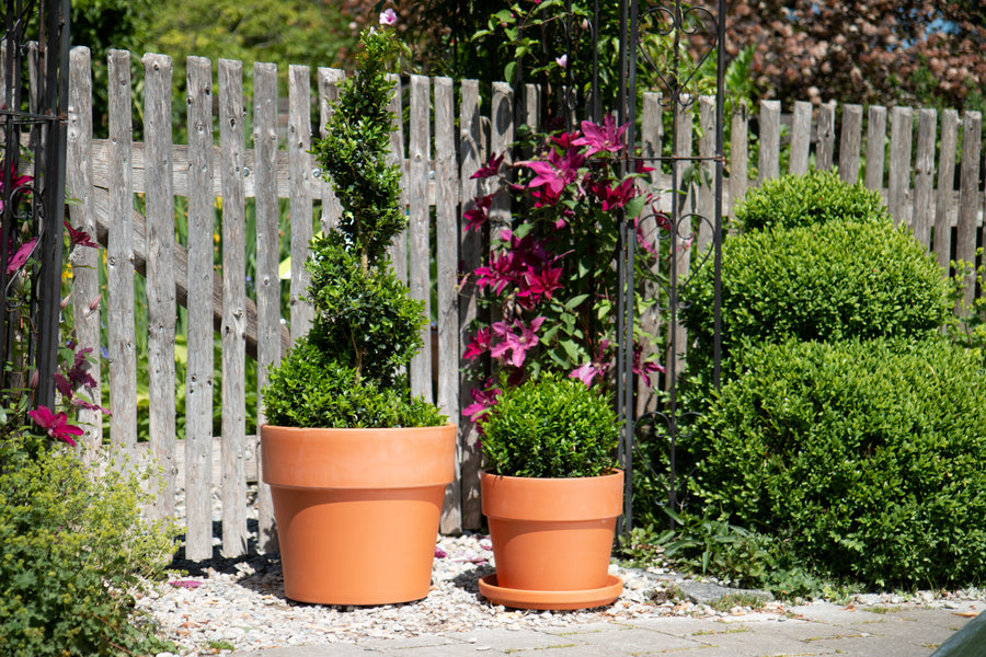 Terracotta Calima Pot