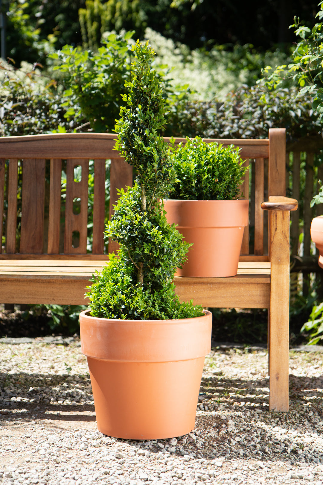 Terracotta Calima Pot