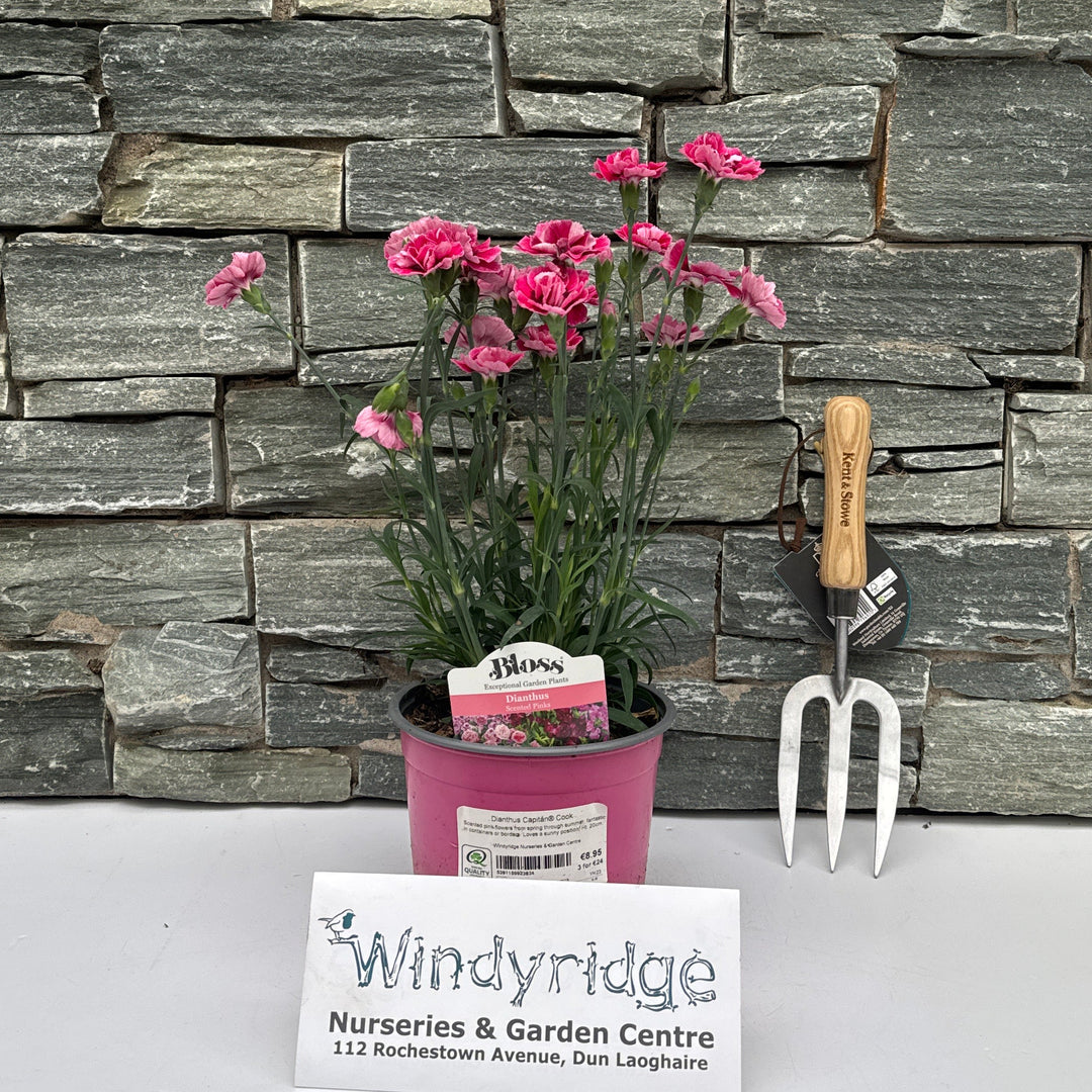 Dianthus Capitán® Cook 2L