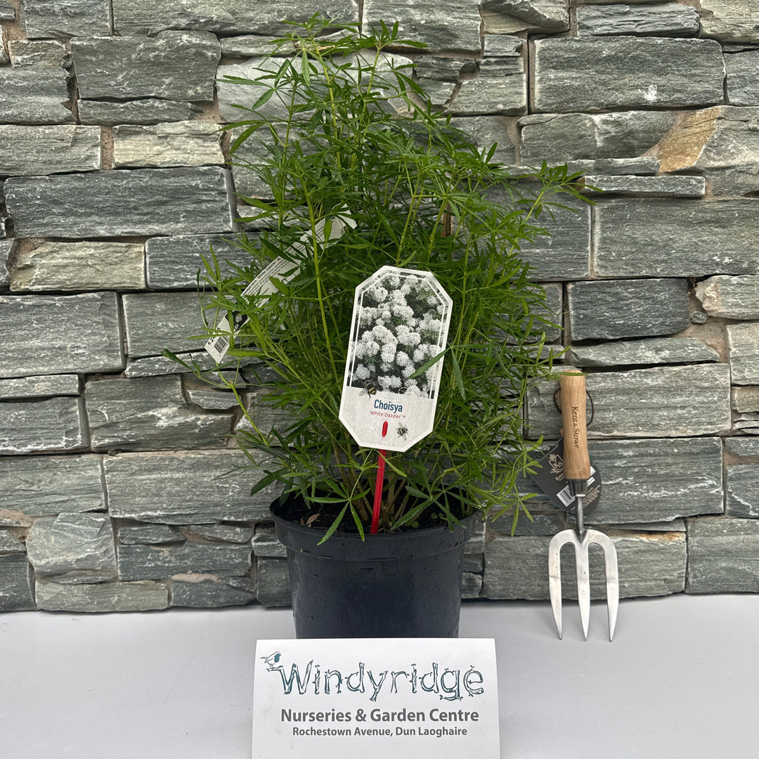 Choisya tern. White Dazzler 5L 30-40cm