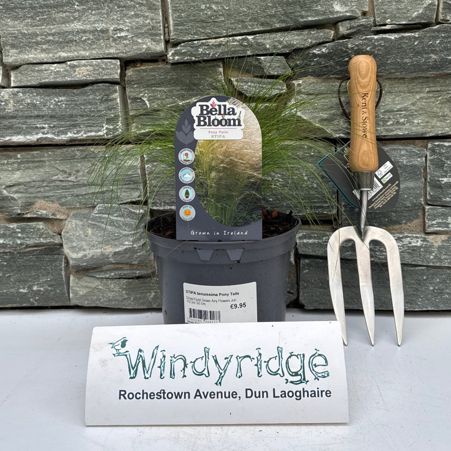 Stipa Tenuissima Pony Tails - Herbaceous - Windyridge Garden Centre