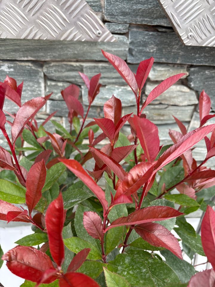 Photinia Carre Rouge 5LT