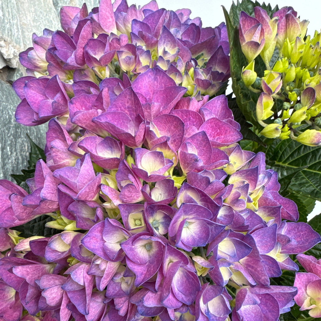 HYDRANGEA M. AMOR