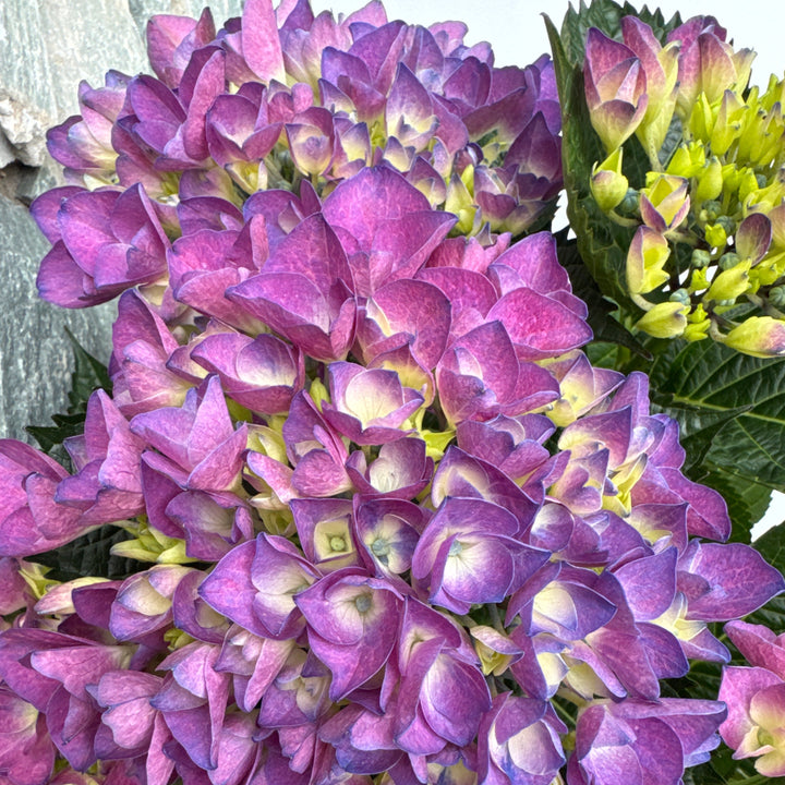 HYDRANGEA M. AMOR