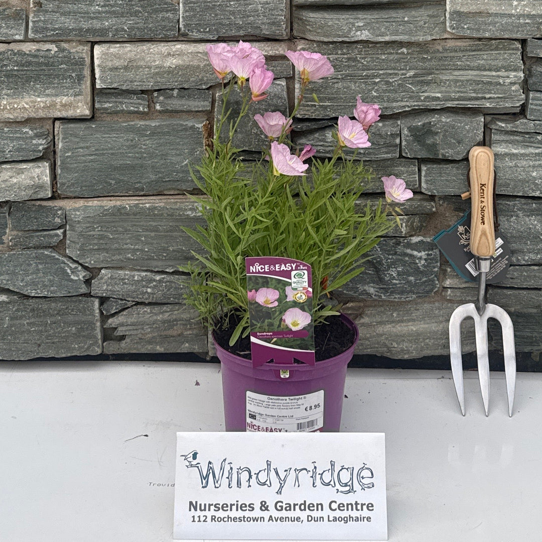 Oenothera Twilight
