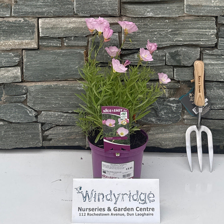 Oenothera Twilight