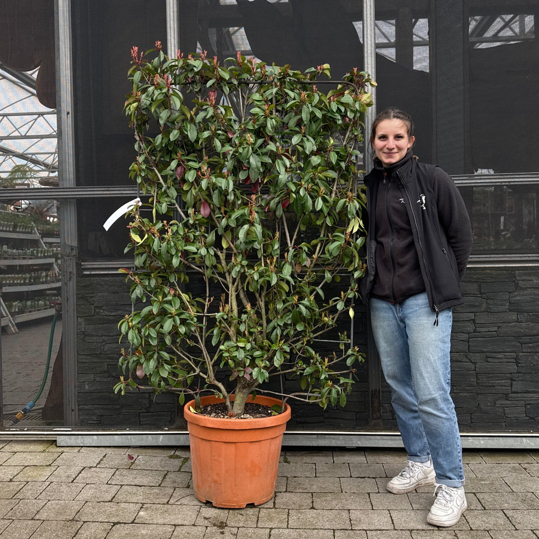 PHOTINIA SERR. RED ROBIN CLT 45      SPALLIERA IN METALLO H 140 X L 100 CM