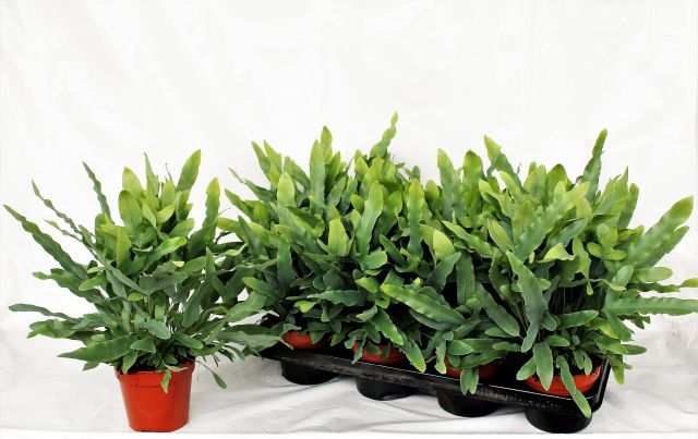 Phlebodium aureum Blue Star  P12