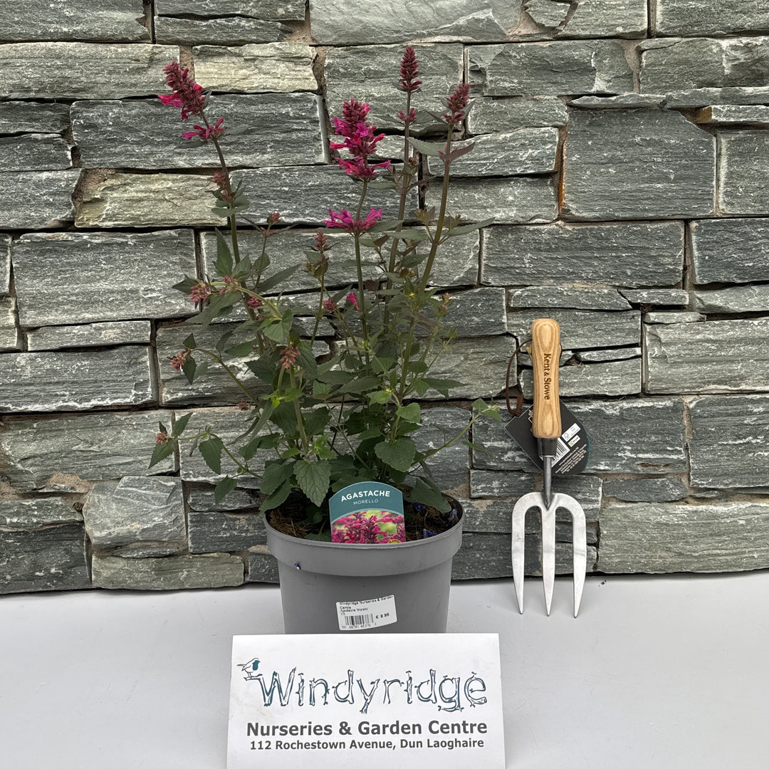 Anise Hyssop Agastache Peachie Keen (3Ltr Pot)