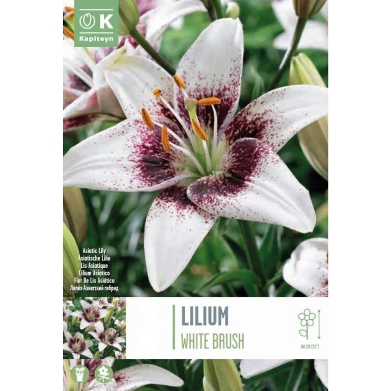 Lilium Bicolor White Brush 4 - Bulbs - Windyridge Garden Centre