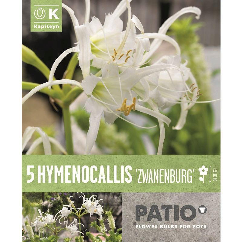 HYMENOCALLIS FESTALIS ZWANENBURG x 5