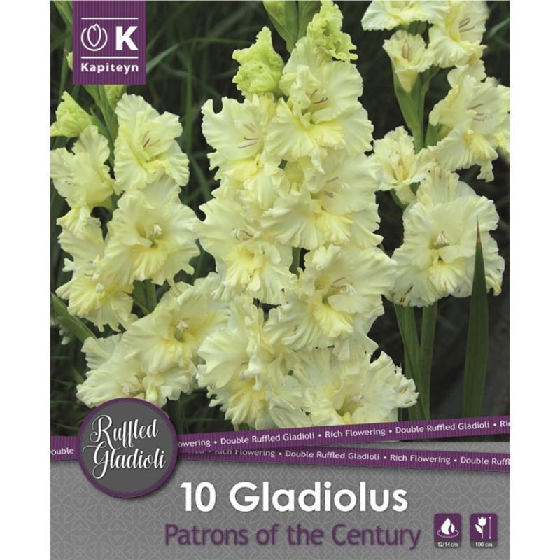 GLADIOLUS IVORY PERFECTION 10