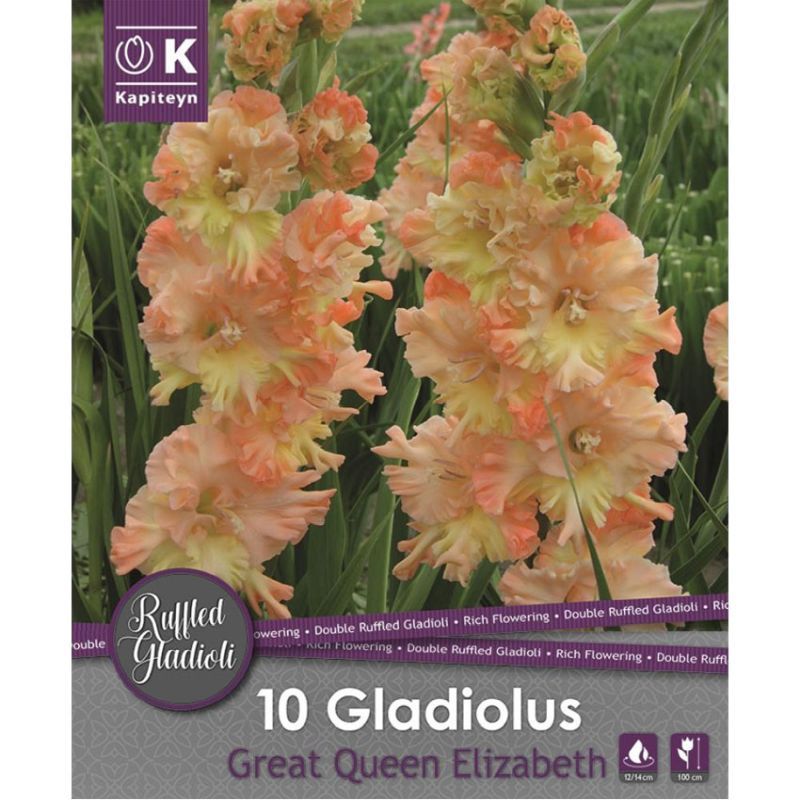 GLADIOLUS GREAT QUEEN ELIZABETH 10